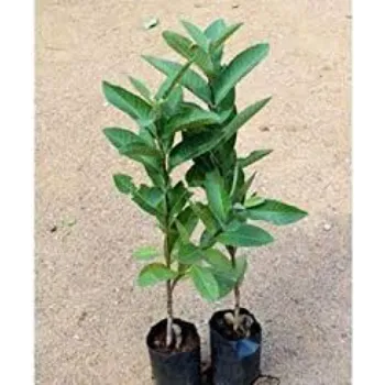Natural Guava Plant
