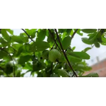 Organic  Guava Plant
