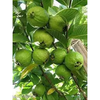 Guava Plant
