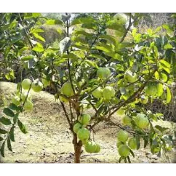 Natural Guava Plants