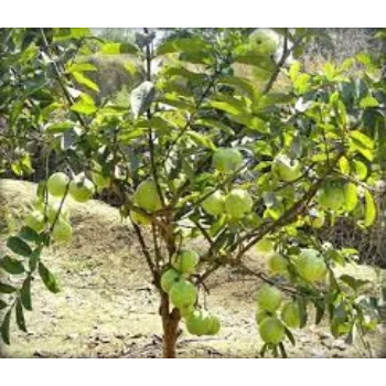 Organic Guava Plants