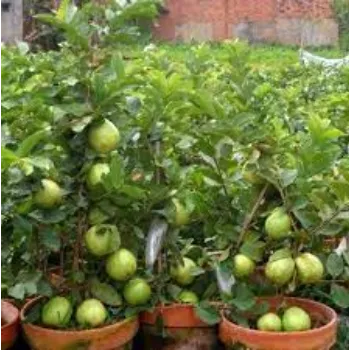 Organic Guava Plants