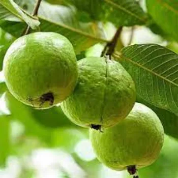 Organic Guava Plants