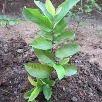 Organic Guava Plants