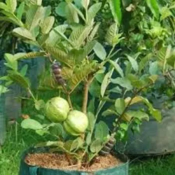 Organic Thai Guava Plant Manufacturer