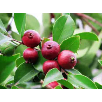 Thai Guava Plant Manufacturer