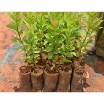 Organic Guava Plant