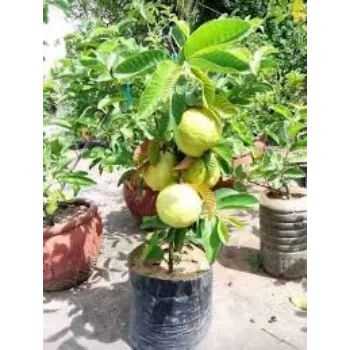 Natural Guava Plant Exporter