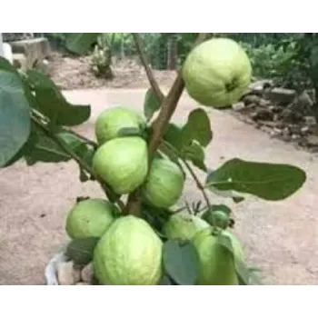 Fresh Guava Plant Manufacturer