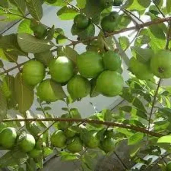 Organic Guava Plant Manufacturer