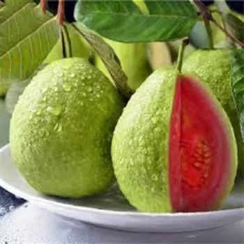 Common Guava Plants Manufacturer