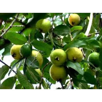 Natural Guava Plant Manufacturer