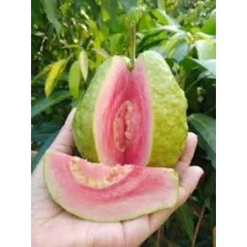 Organic Guava plant Manufacturer
