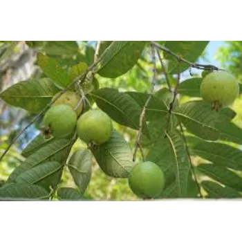 Organic Guava Plants Manufacturer