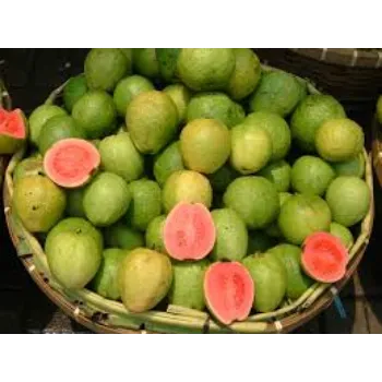 Fresh Guava Plant Exporter