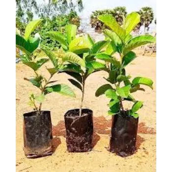Natural Guava Plants