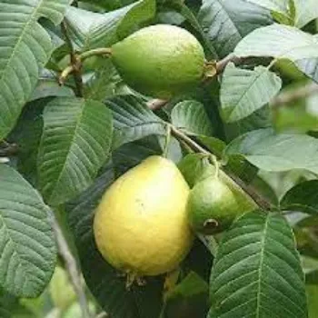 Organic Guava Plants