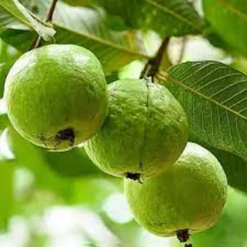Natural Guava Plants