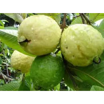 Organic Guava Plants