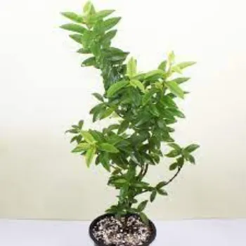 Organic Guava Plants
