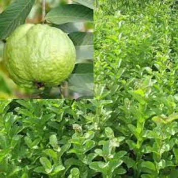 Organic Guava Plants