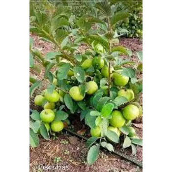 Organic Guava Plants