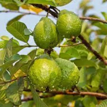 Natural Guava Plants