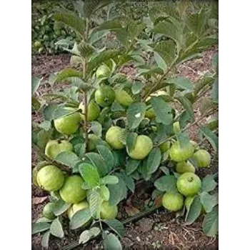 Natural Guava Plants