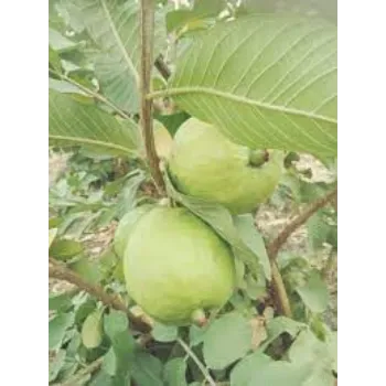 Common Guava Plants