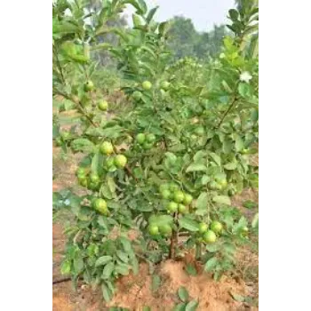 Natural Guava Plants