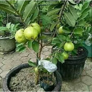 Natural Guava Plants