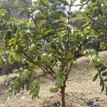 Natural Guava Plants