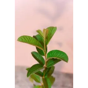 Organic Guava Plants