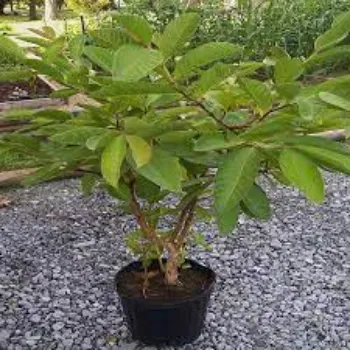 Organic Guava Plants