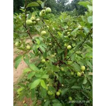 Natural Litchi Plants