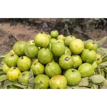 Organic Guava Plant Manufacturer