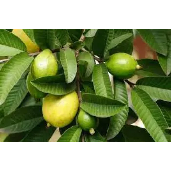 Common Guava Plant Exporter