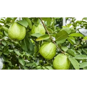 Organic Guava Plant Retailer