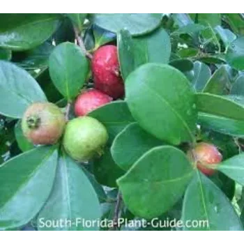 Organic Guava Plant Manufacturer