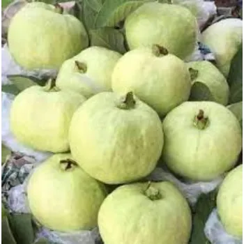 Guava Plants Exporter