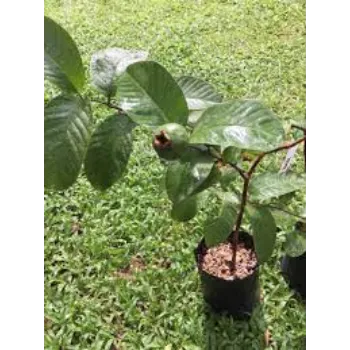 Organic Guava Plant Manufacturer