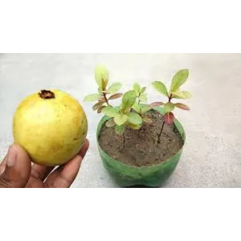 Organic Guava Plants