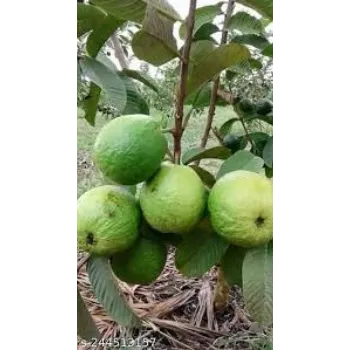 Organic Guava Plant Manufacturer