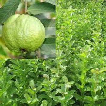 Natural Guava Plant Manufacturer