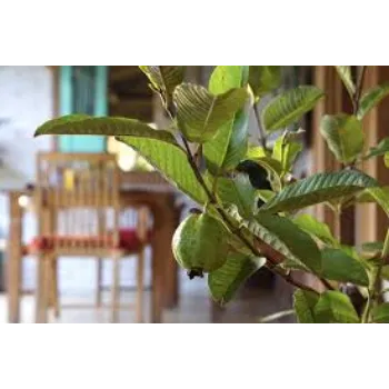 Organic Guava Plant