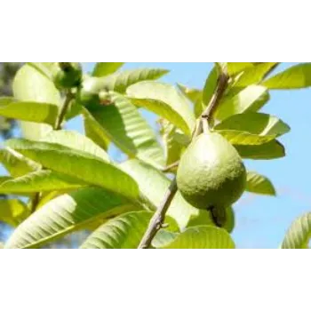 Natural Guava Plant