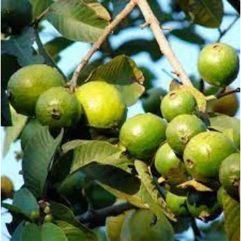 Organic Guava Plant