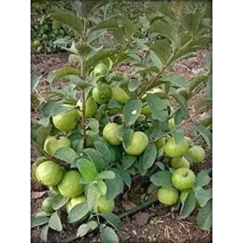 Guava Plant Manufacturer