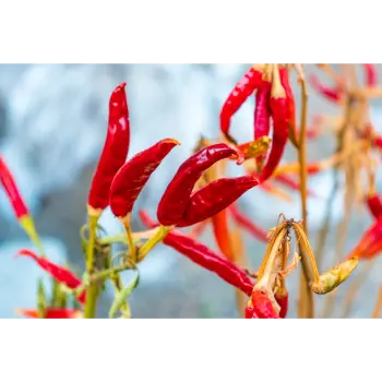 Guntur Dry Red Chilli