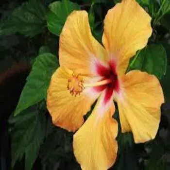 Hibiscus Flowers Yellow Color Manufacturer